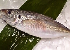【随時お申込受付中！】「和の出刃包丁で魚をおろす★」和食の基本編・お魚集中講座！