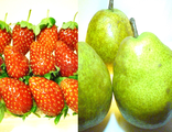 フルーツの試食：「栃木県産とちおとめ」「山形県産ラフランス」