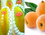 フルーツの試食：沖縄県産スターフルーツ、長崎県産 茂木びわ