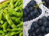 フルーツ試食：秋田県産「枝豆」、長野県産「ナガノパープル」