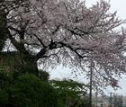 庭のソメイヨシノと垂桜の夜桜を見ながらの特別ワイン会
