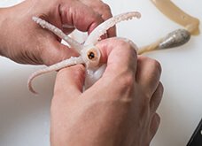 足をつまみ、くちばしを手で搾り出すようにしてはずす。片方の手で足をつまみ、もう片方の手を滑らせながら、吸盤のかたい部分を取りのぞく。