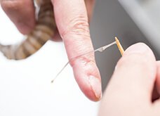 切れないようにゆっくりと引き出す。このくらいの長さが取れる。