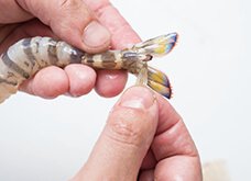 【尾の下処理】剣先（2つの尾扇の間にある尖った部分）を切り落とす。