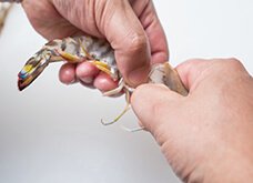 背わたを取った後、両手の指で頭の付け根を持ち、頭部をもぎ取る。尾の下処理をする。