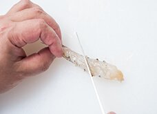 腹側から数箇所、斜めに切り込みを入れる。のばして突っ張る部分は、横から筋を切ると、まっすぐのばせる。