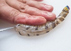殻をむいたら、背側を手前にし、背全体に、中心に浅く包丁で切り込みを入れる。