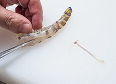 包丁の切っ先で背わたをひっかき、取り除く。