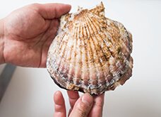 貝殻の平坦な面（裏側）を手のひらにのせる。ふくらみのある面が上の状態。