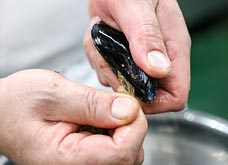 片手で貝をつまんで固定し、もう片方の手でヒゲをつまみ、上にスライドさせる。